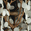 Торшер Loft It Fairytree 10066F GB 25Вт G9