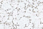 Настенная пробка CORKSTYLE WALL DESIGN Monte Snow MONTE SNOW 600х300х3мм 1,98кв.м