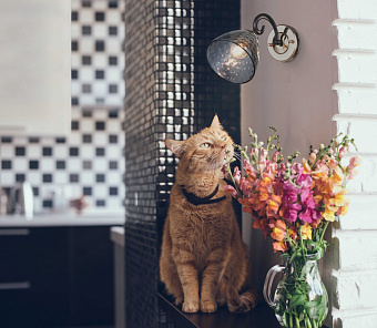 Бра De Markt Клэр 463021901 60Вт E27