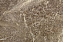Пробковый пол CORKSTYLE MARMO 605х435х10,5мм Salvia Salvia (4V) 1,68кв.м