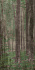 Матовый керамогранит ABK Wide and Style PF60009507 D+ Woods A 280х120см 3,36кв.м.
